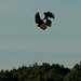 Virginia Crow Photo 1
