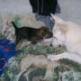 Janet Sullivan Photo 9