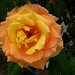 Rose Coronado Photo 20