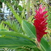 Ginger West Photo 14