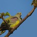 Bruce Green Photo 8