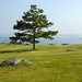 Harry Jacobson Photo 19