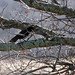 Virginia Crow Photo 7