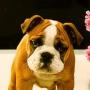 Elizabeth Fulmer Photo 20