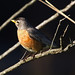Robin Forsythe Photo 23