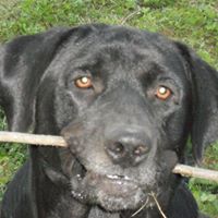 Susan Sipes Photo 11