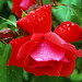 Rosa Leon Photo 31