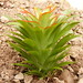 Theresa Plant Photo 9