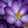 Joann Brock Photo 18