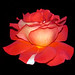 Rose Vega Photo 30