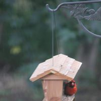 Betty Elmore Photo 27