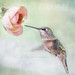 Susan Jewell Photo 28