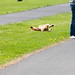 Anne Park Photo 26