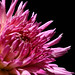 Linda Behrens Photo 31