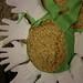 Alice Ward Photo 17