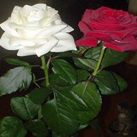Daisy Calderon Photo 4