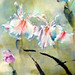 Lai Yu Photo 11