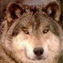 Susan Jewell Photo 22