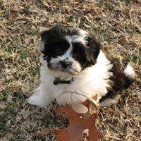 Peggy Wooden Photo 5
