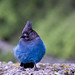 Bird Jay Photo 6