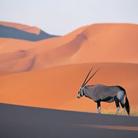 Hamid Amani Photo 4