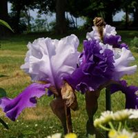 Dianne Parker Photo 2