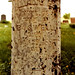 Mary Boswell Photo 17