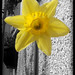 Billie Plant Photo 2
