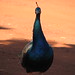 Kimberly Peacock Photo 25