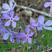 William Wild Photo 13