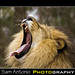 Sam Manes Photo 3