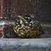 Robin Crouch Photo 7