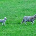 Hillary Lamb Photo 20