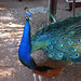 Debbie Peacock Photo 16