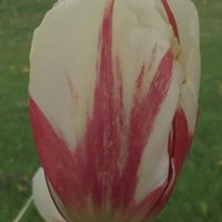 Nancy Thompson Photo 30