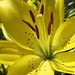 Robin Lowe Photo 41