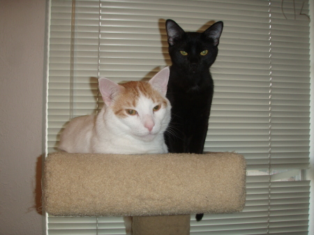 Donna Harris Photo 44