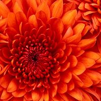 Elizabeth Hughes Photo 34