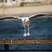 Jamie Gull Photo 6