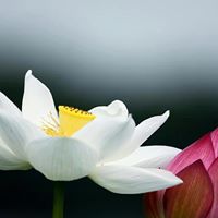 Tin Thwe Photo 5
