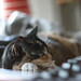 Jackson Morgan Photo 36
