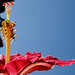 Rose Rosado Photo 18