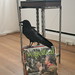 Ann Martino Photo 38