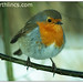Robin Barton Photo 15