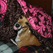 Cynthia Pippin Photo 12