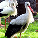 Margaret Stork Photo 6