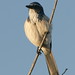 Bird Jay Photo 8