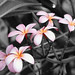 Chris Flores Photo 28