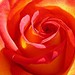 Rose Vargas Photo 28