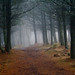 Craig Wood Photo 30
